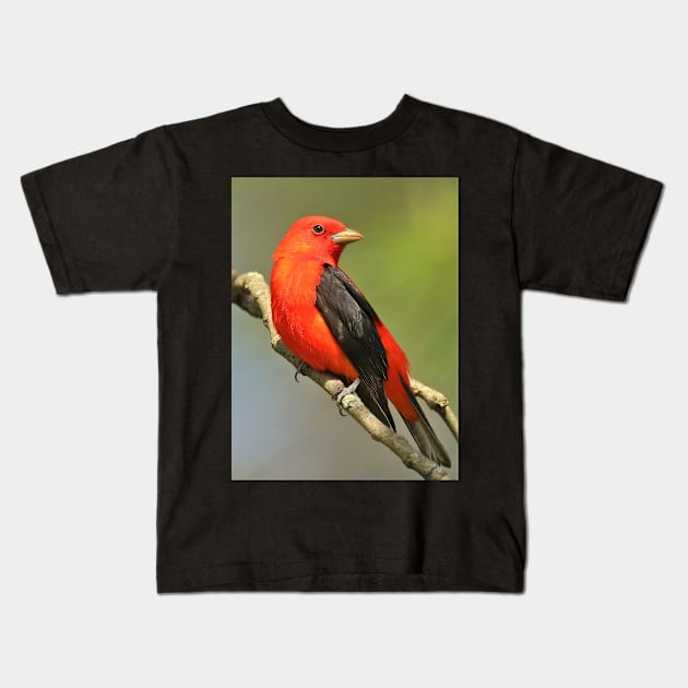 Scarlet Tanager Kids T-Shirt by BirdsnStuff